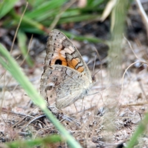 Junonia villida at Tennent, ACT - 24 Jan 2019