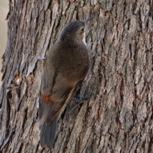 Cormobates leucophaea at Paddys River, ACT - 24 Jan 2019