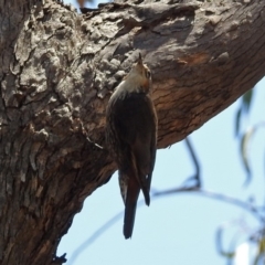 Cormobates leucophaea at Paddys River, ACT - 24 Jan 2019