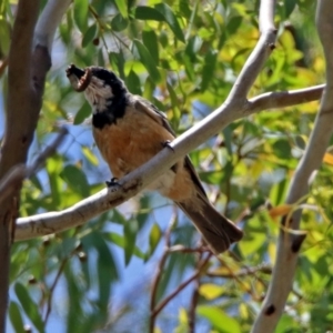 Pachycephala rufiventris at Tennent, ACT - 24 Jan 2019