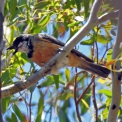 Pachycephala rufiventris at Tennent, ACT - 24 Jan 2019