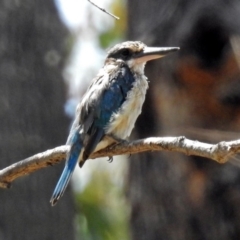 Todiramphus sanctus (Sacred Kingfisher) at Paddys River, ACT - 24 Jan 2019 by RodDeb