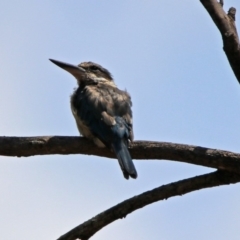 Todiramphus sanctus at Paddys River, ACT - 24 Jan 2019