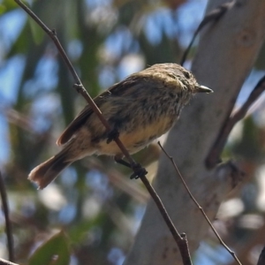 Acanthiza lineata at Paddys River, ACT - 24 Jan 2019