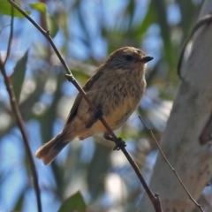 Acanthiza lineata at Paddys River, ACT - 24 Jan 2019