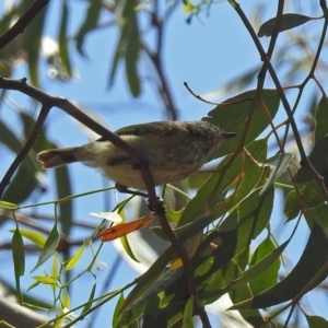 Acanthiza lineata at Paddys River, ACT - 24 Jan 2019