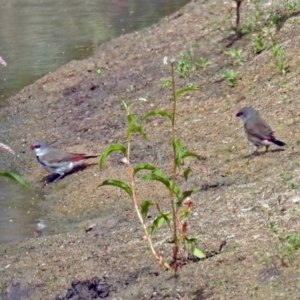 Stagonopleura guttata at Tennent, ACT - 24 Jan 2019