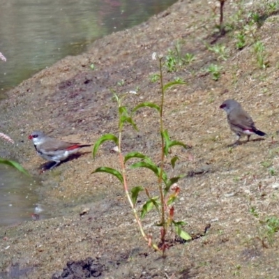 Stagonopleura guttata (Diamond Firetail) at Tennent, ACT - 24 Jan 2019 by RodDeb