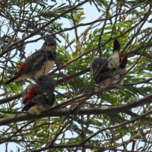 Stagonopleura guttata at Tennent, ACT - 24 Jan 2019