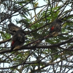 Stagonopleura guttata at Tennent, ACT - 24 Jan 2019