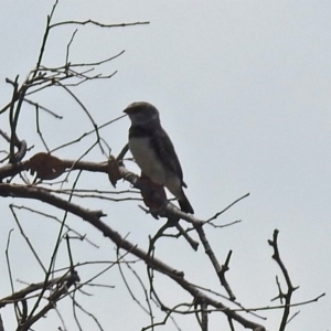 Stagonopleura guttata at Tennent, ACT - 24 Jan 2019