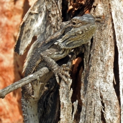 Pogona barbata (Eastern Bearded Dragon) at Namadgi National Park - 23 Jan 2019 by RodDeb