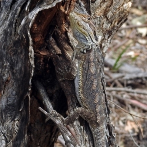 Pogona barbata at Paddys River, ACT - suppressed