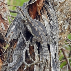 Pogona barbata at Paddys River, ACT - 24 Jan 2019