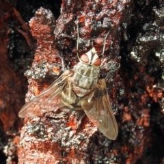 Prodiaphania sp. (genus) (A Tachinid fly) at Namadgi National Park - 23 Jan 2019 by RodDeb