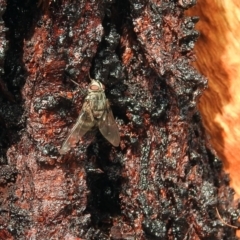 Prodiaphania sp. (genus) at Paddys River, ACT - 24 Jan 2019 10:14 AM