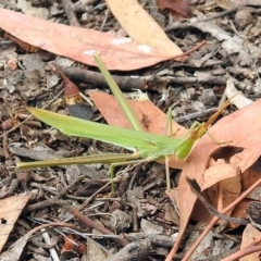 Acrida conica (Giant green slantface) at Namadgi National Park - 24 Jan 2019 by RodDeb