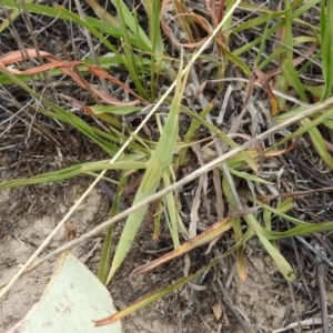 Acrida conica at Tennent, ACT - 24 Jan 2019 11:39 AM