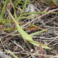 Acrida conica at Tennent, ACT - 24 Jan 2019 11:39 AM