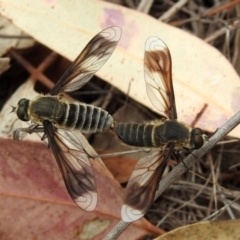 Comptosia sp. (genus) (Unidentified Comptosia bee fly) at Namadgi National Park - 24 Jan 2019 by RodDeb