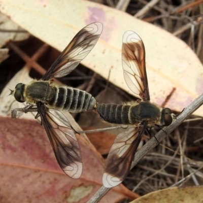 Comptosia sp. (genus) (Unidentified Comptosia bee fly) at Tennent, ACT - 24 Jan 2019 by RodDeb