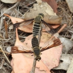 Comptosia sp. (genus) at Tennent, ACT - 24 Jan 2019