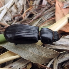 Mastachilus sp. (genus) (Unidentified Mastachilus bess beetle) at Namadgi National Park - 23 Jan 2019 by RodDeb