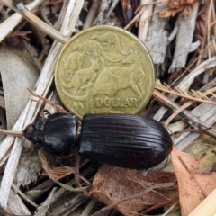 Mastachilus sp. (genus) at Paddys River, ACT - 24 Jan 2019