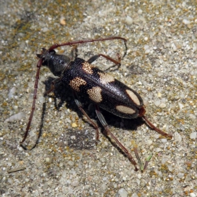 Phoracantha flavopicta (A longhorn beetle) at Namadgi National Park - 24 Jan 2019 by RodDeb