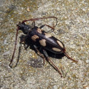 Phoracantha flavopicta at Paddys River, ACT - 24 Jan 2019