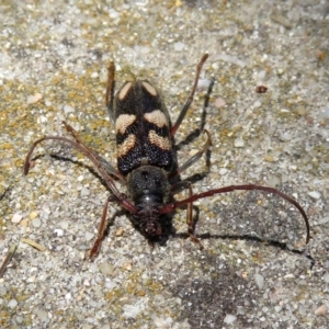 Phoracantha flavopicta at Paddys River, ACT - 24 Jan 2019