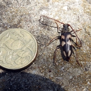 Phoracantha flavopicta at Paddys River, ACT - 24 Jan 2019