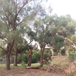 Eucalyptus nicholii at Hughes, ACT - 24 Jan 2019