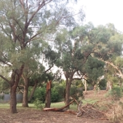 Eucalyptus nicholii (Narrow-leaved Black Peppermint) at Hughes Garran Woodland - 23 Jan 2019 by ruthkerruish