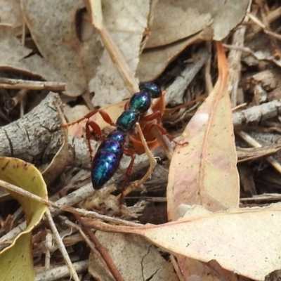 Diamma bicolor (Blue ant, Bluebottle ant) at Tennent, ACT - 24 Jan 2019 by RodDeb