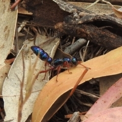 Diamma bicolor at Tennent, ACT - 24 Jan 2019 11:09 AM