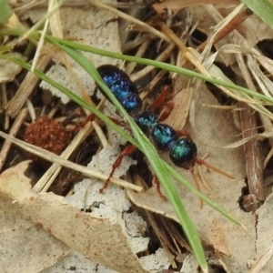 Diamma bicolor at Tennent, ACT - 24 Jan 2019