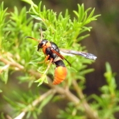 Pseudabispa bicolor (A potter wasp) at Paddys River, ACT - 24 Jan 2019 by RodDeb