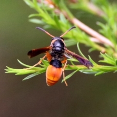 Pseudabispa bicolor at Paddys River, ACT - 24 Jan 2019