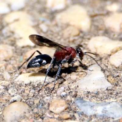 Psoropempula sp. (genus) (A spider wasp) at Namadgi National Park - 24 Jan 2019 by RodDeb