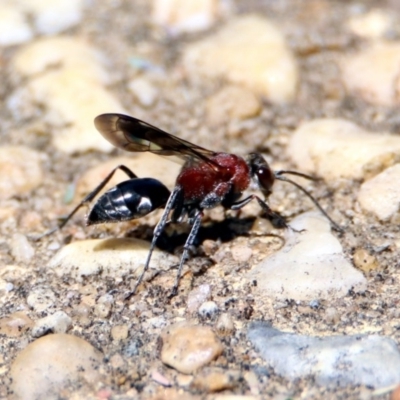 Psoropempula sp. (genus) (A spider wasp) at Paddys River, ACT - 24 Jan 2019 by RodDeb