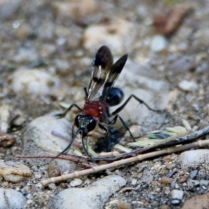 Psoropempula sp. (genus) at Paddys River, ACT - 24 Jan 2019