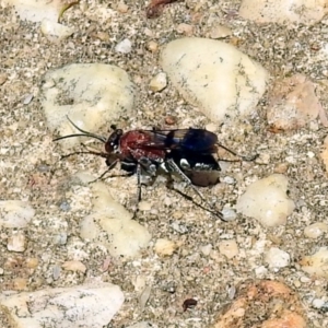 Psoropempula sp. (genus) at Paddys River, ACT - 24 Jan 2019