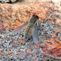 Trichophthalma punctata (Tangle-vein fly) at Tennent, ACT - 24 Jan 2019 by RodDeb