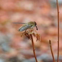 Trichophthalma punctata at Tennent, ACT - 24 Jan 2019 11:51 AM