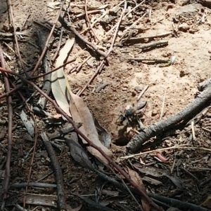 Sphex sp. (genus) at Molonglo Valley, ACT - 23 Jan 2019 10:35 AM