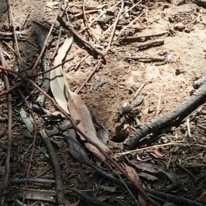 Sphex sp. (genus) at Molonglo Valley, ACT - 23 Jan 2019
