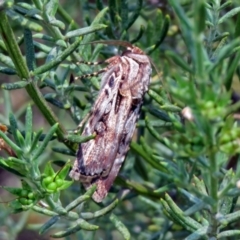 Agrotis munda (Brown Cutworm) at Paddys River, ACT - 24 Jan 2019 by RodDeb