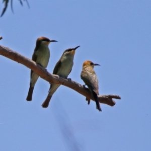 Merops ornatus at Paddys River, ACT - 24 Jan 2019