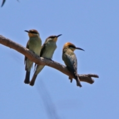 Merops ornatus at Paddys River, ACT - 24 Jan 2019